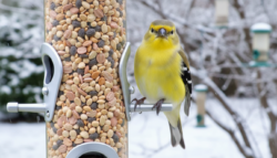 Feeding birds this winter? Check seed supplies now their lives depend on it