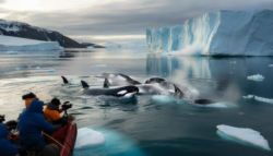 Greenland declares an emergency after researchers spot orcas breaching dangerously close to melting ice shelves