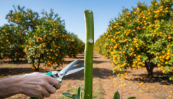“I’ve done it since this week and I’ve seen a real difference”: how to prune citrus in one move for a bigger harvest