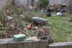 One simple bathroom item can stop rats from overwintering in the garden, specialists say